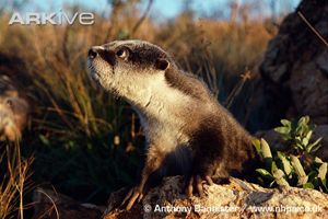 African Clawless Otter from ARKive Engandered Species Nature Documentaries