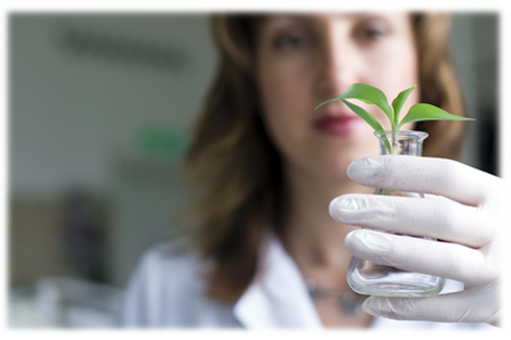 Scientist examining a plant
