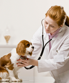 Puppy being examined by a veterinarian