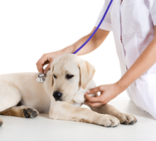 Puppy having it's heart rate checked.